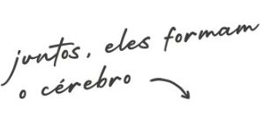 juntos, eles formam o cérebro